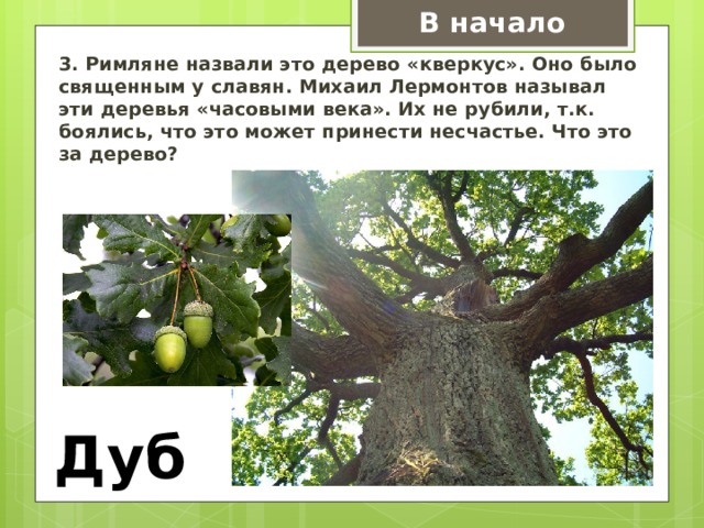В начало 3. Римляне назвали это дерево «кверкус». Оно было священным у славян. Михаил Лермонтов называл эти деревья «часовыми века». Их не рубили, т.к. боялись, что это может принести несчастье. Что это за дерево? Дуб 