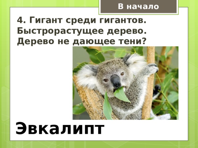 В начало 4. Гигант среди гигантов. Быстрорастущее дерево. Дерево не дающее тени? Эвкалипт 