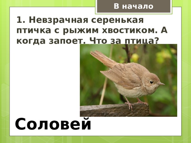 В начало 1. Невзрачная серенькая птичка с рыжим хвостиком. А когда запоет. Что за птица? Соловей 