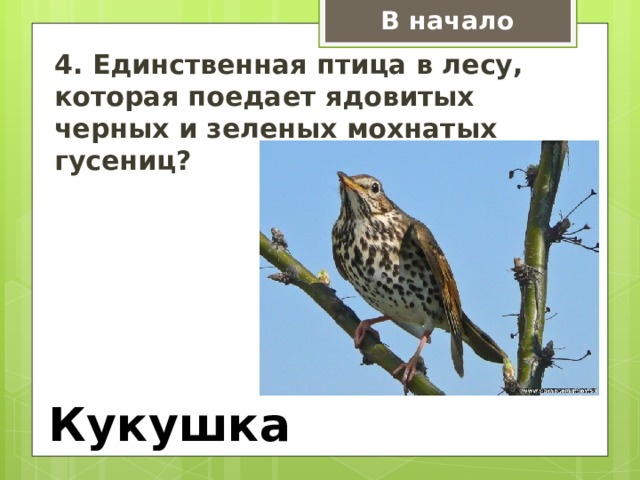В начало 4. Единственная птица в лесу, которая поедает ядовитых черных и зеленых мохнатых гусениц? оляпка Кукушка  