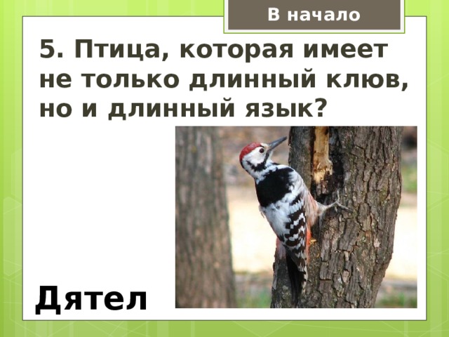 В начало 5. Птица, которая имеет не только длинный клюв, но и длинный язык? Вертишейка Дятел  