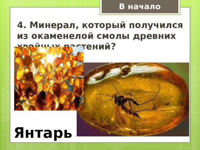 В начало 4. Минерал, который получился из окаменелой смолы древних хвойных растений? Янтарь 