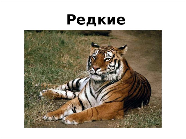 Редкие животные 