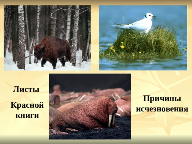 Листы Красной книги Причины исчезновения 