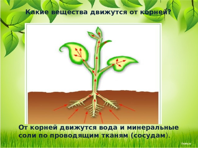 Какие вещества движутся от корней? От корней движутся вода и минеральные соли по проводящим тканям (сосудам ). 