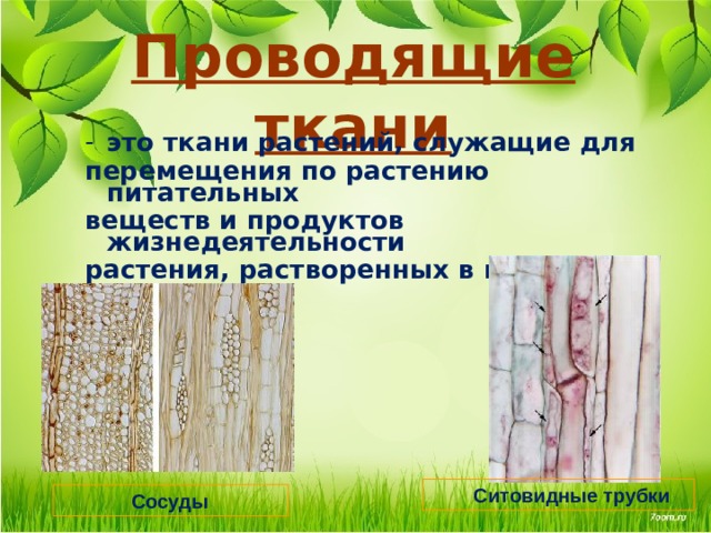 Проводящие ткани это ткани растений, служащие для перемещения по растению питательных веществ и продуктов жизнедеятельности растения, растворенных в воде.  Ситовидные трубки  Сосуды 