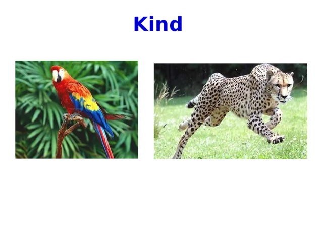 Kind  