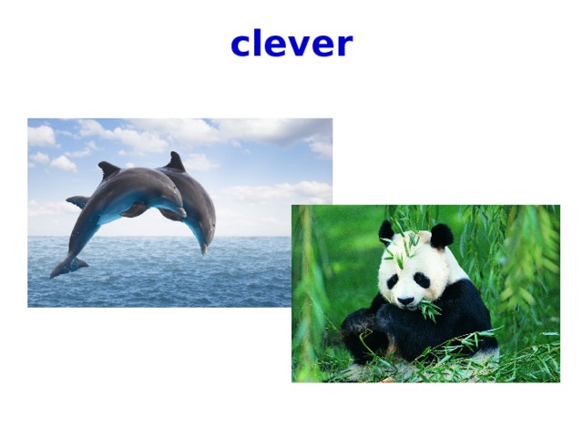 clever 