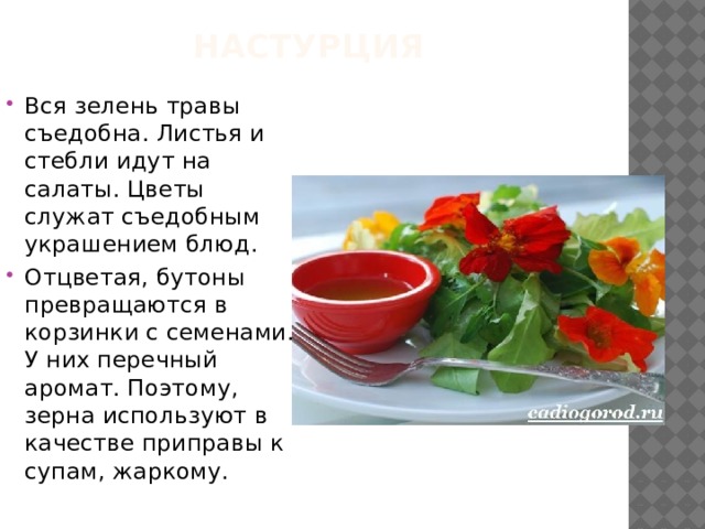 Настурция Вся зелень травы съедобна. Листья и стебли идут на салаты. Цветы служат съедобным украшением блюд. Отцветая, бутоны превращаются в корзинки с семенами. У них перечный аромат. Поэтому, зерна используют в качестве приправы к супам, жаркому.  