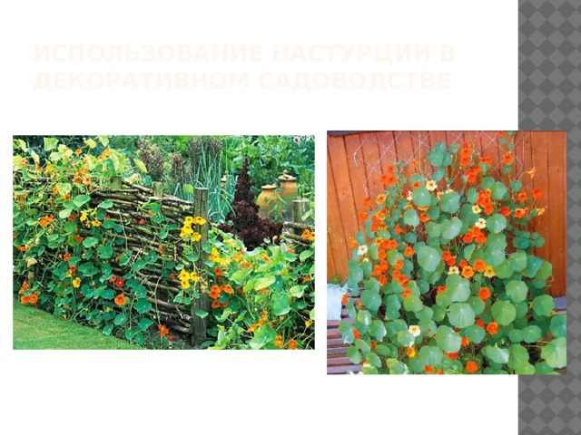 Использование настурции в декоративном садоводстве 