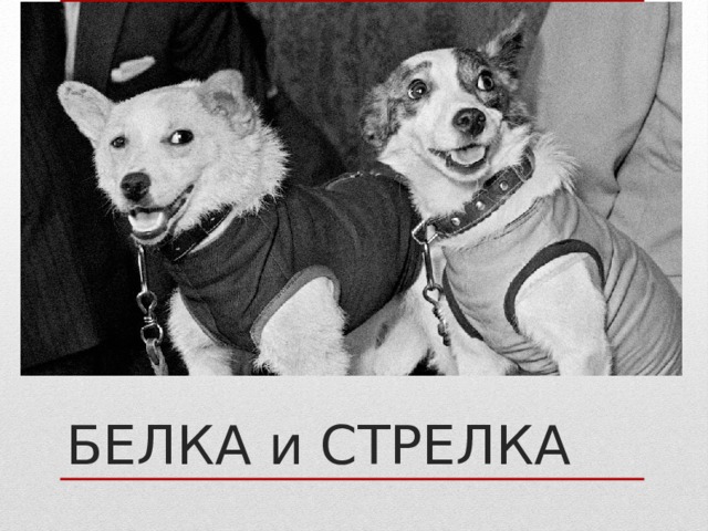 БЕЛКА и СТРЕЛКА 