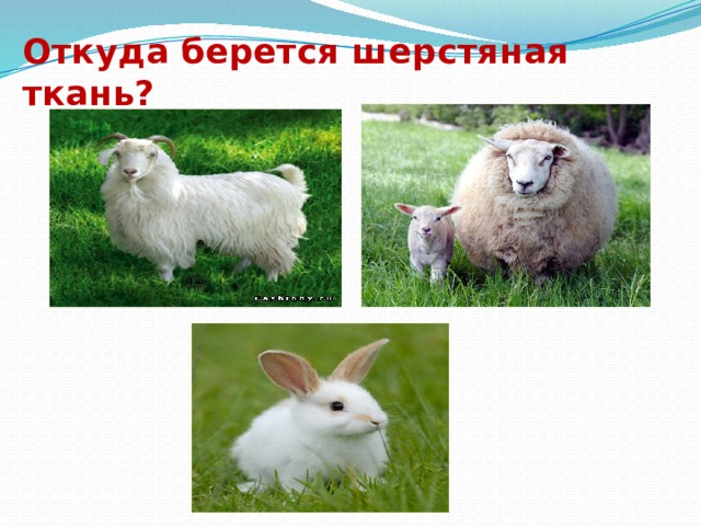 Откуда берется шерстяная ткань? 