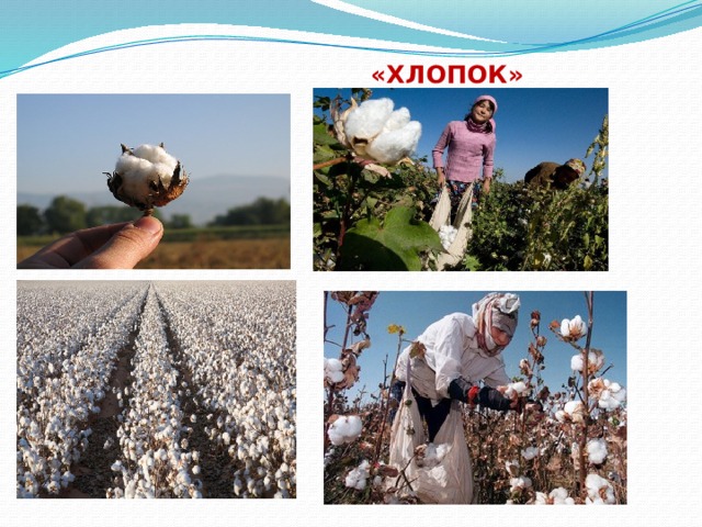  «ХЛОПОК» 