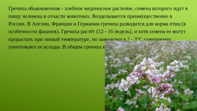 Гречиха обыкновенная - хлебное медоносное растение, семена которого идут в пищу человека и отчасти животных. Возделывается преимущественно в России. В Англии, Франции и Германии гречиха разводится для корма птиц (в особенности фазанов). Гречиха растёт (12 - 16 недель), и хотя семена ее могут прорастать при низкой температуре, но заморозки в 2 - 3°С совершенно уничтожают ее всходы. В общем гречиха крайне неприхотлива к почве. 