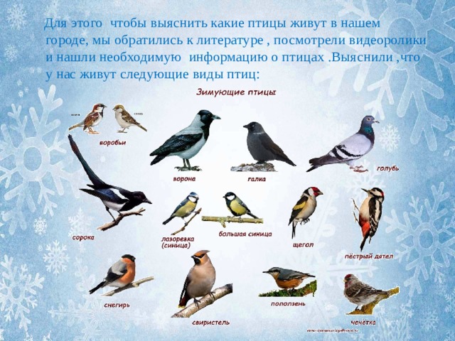  Для этого чтобы выяснить какие птицы живут в нашем городе, мы обратились к литературе , посмотрели видеоролики и нашли необходимую информацию о птицах .Выяснили ,что у нас живут следующие виды птиц: 