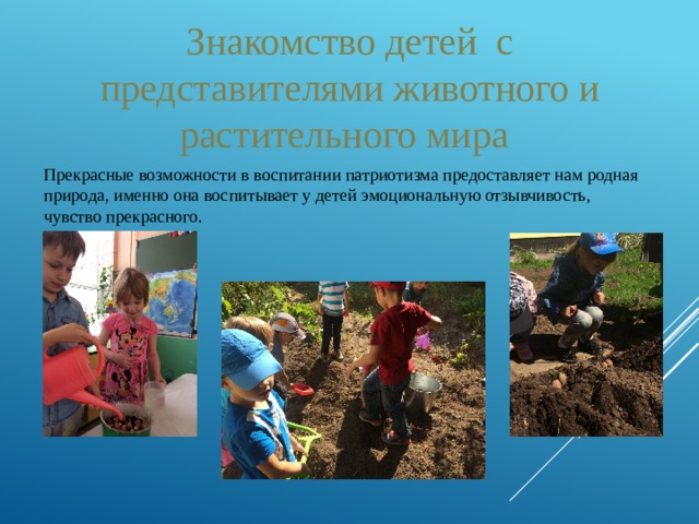 Знакомство детей с представителями животного и растительного мира  Прекрасные возможности в воспитании патриотизма предоставляет нам родная природа, именно она воспитывает у детей эмоциональную отзывчивость, чувство прекрасного. 