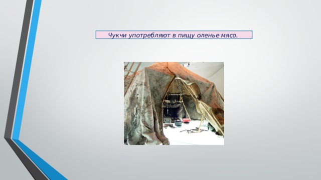 Чукчи употребляют в пищу оленье мясо. 