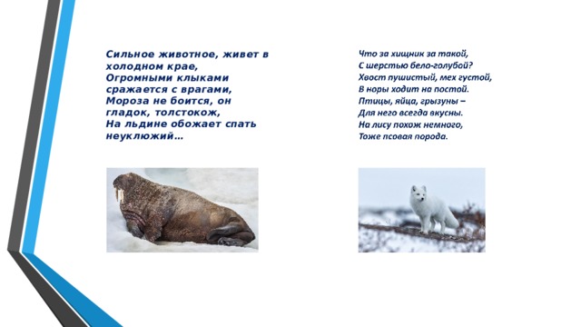 Сильное животное, живет в холодном крае, Огромными клыками сражается с врагами, Мороза не боится, он гладок, толстокож, На льдине обожает спать неуклюжий…  