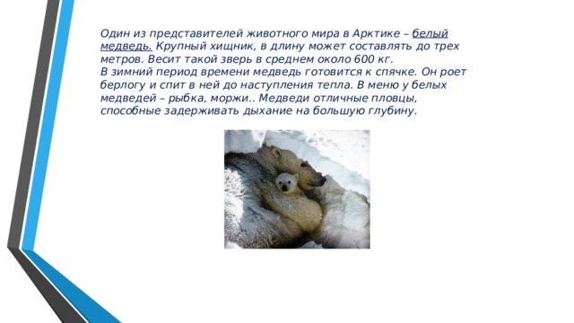   Один из представителей животного мира в Арктике – белый медведь. Крупный хищник, в длину может составлять до трех метров. Весит такой зверь в среднем около 600 кг. В зимний период времени медведь готовится к спячке. Он роет берлогу и спит в ней до наступления тепла. В меню у белых медведей – рыбка, моржи.. Медведи отличные пловцы, способные задерживать дыхание на большую глубину. 