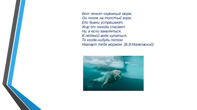 Вот  лежит  огромный  морж ,  Он  похож  на  толстый  корж .  Его  бивни  устрашают ,  Жир  от  холода  спасает Ну, а если закаляться,  В ледяной воде купаться,  То когда-нибудь потом  Назовут тебя моржом. (В.В.Маяковский)    