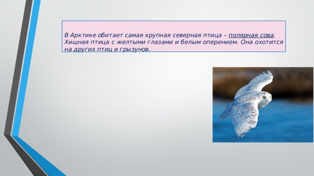   В Арктике обитает самая крупная северная птица – полярная сова . Хищная птица с желтыми глазами и белым оперением. Она охотится на других птиц и грызунов. 