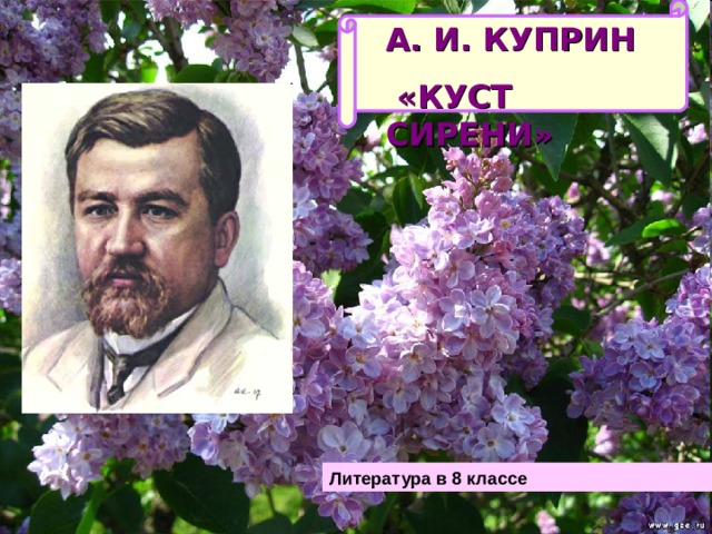 А. И. КУПРИН  «КУСТ СИРЕНИ» Литература в 8 классе 