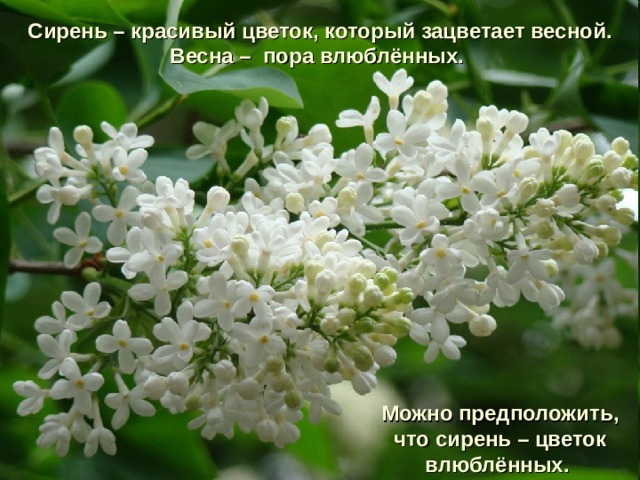Сирень – красивый цветок, который зацветает весной. Весна – пора влюблённых. Можно предположить, что сирень – цветок влюблённых.   