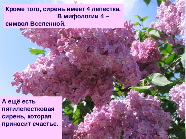 Кроме того, сирень имеет 4 лепестка. В мифологии 4 – символ Вселенной. А ещё есть пятилепестковая сирень, которая приносит счастье.  