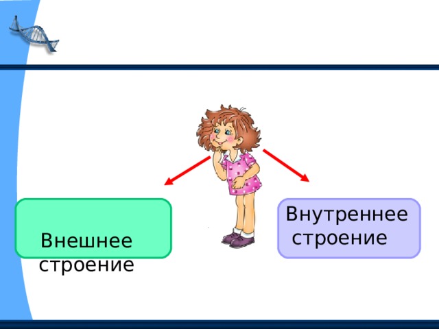 Внутреннее  строение  Внешнее  строение 