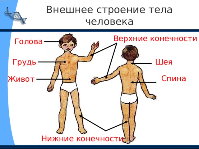 Внешнее строение тела человека Верхние конечности Голова Шея Грудь Спина Живот Нижние конечности 