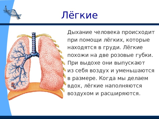 Лёгкие Дыхание человека происходит при помощи лёгких, которые находятся в груди. Лёгкие похожи на две розовые губки. При выдохе они выпускают из себя воздух и уменьшаются в размере. Когда мы делаем вдох, лёгкие наполняются воздухом и расширяются. 