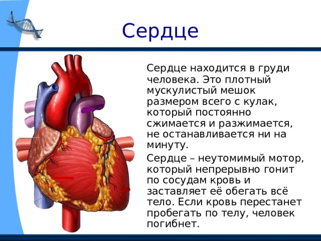 Сердце  Сердце находится в груди человека. Это плотный мускулистый мешок размером всего с кулак, который постоянно сжимается и разжимается, не останавливается ни на минуту.  Сердце – неутомимый мотор, который непрерывно гонит по сосудам кровь и заставляет её обегать всё тело. Если кровь перестанет пробегать по телу, человек погибнет. 