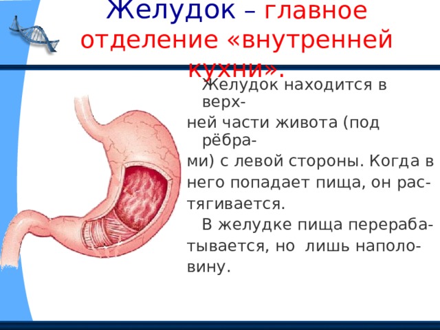 Желудок – главное отделение «внутренней кухни».  Желудок находится в верх- ней части живота (под рёбра- ми) с левой стороны. Когда в него попадает пища, он рас- тягивается.  В желудке пища перераба- тывается, но лишь наполо- вину. 