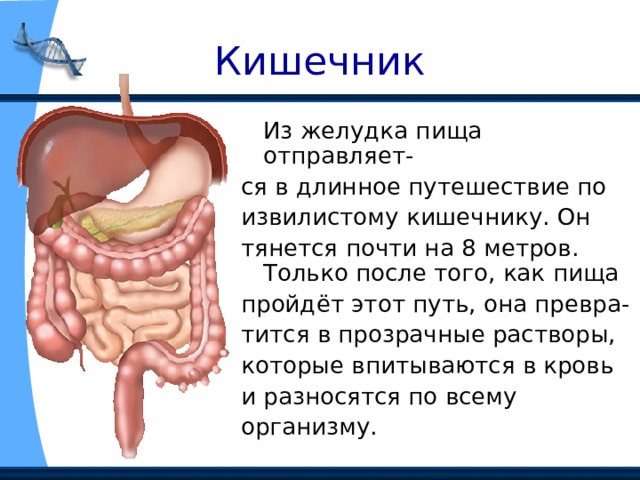 Кишечник  Из желудка пища отправляет- ся в длинное путешествие по извилистому кишечнику. Он тянется почти на 8 метров. Только после того, как пища пройдёт этот путь, она превра- тится в прозрачные растворы, которые впитываются в кровь и разносятся по всему организму. 