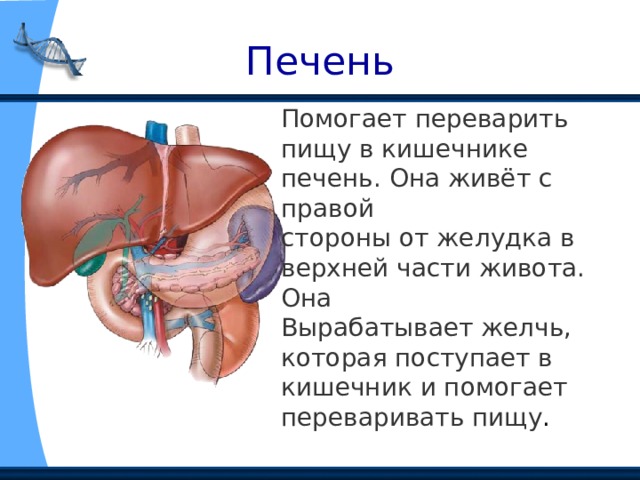 Печень Помогает переварить пищу в кишечнике печень. Она живёт с правой стороны от желудка в верхней части живота. Она Вырабатывает желчь, которая поступает в кишечник и помогает переваривать пищу . 