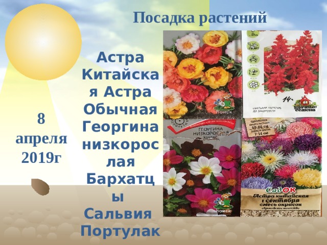 Посадка растений Астра Китайская Астра Обычная Георгина низкорослая Бархатцы Сальвия Портулак 8 апреля 2019г  