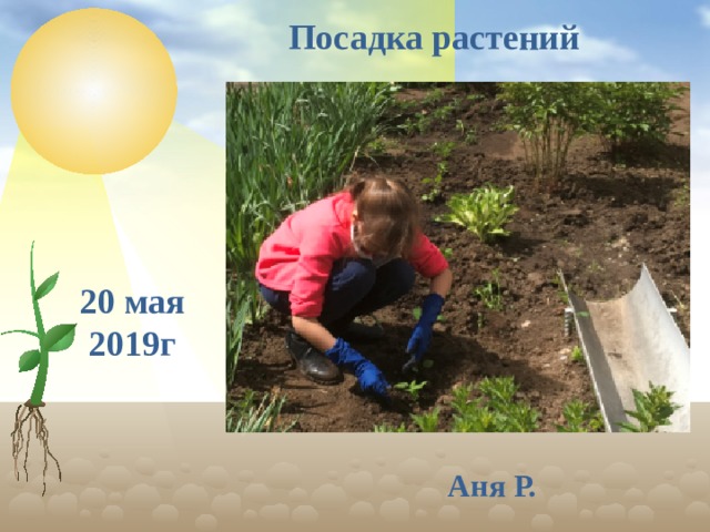 Посадка растений 20 мая 2019г Аня Р.  