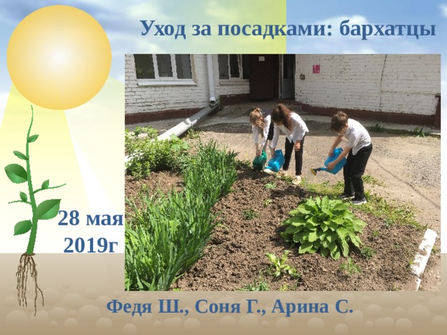Уход за посадками: бархатцы 28 мая 2019г Федя Ш., Соня Г., Арина С.  