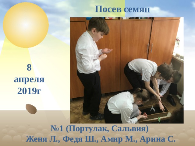 Посев семян 8 апреля 2019г № 1 (Портулак, Сальвия) Женя Л., Федя Ш., Амир М., Арина С.  