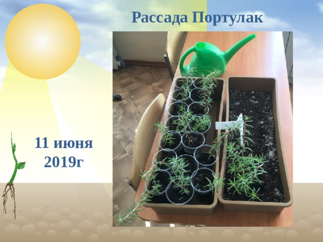 Рассада Портулак 11 июня 2019г  