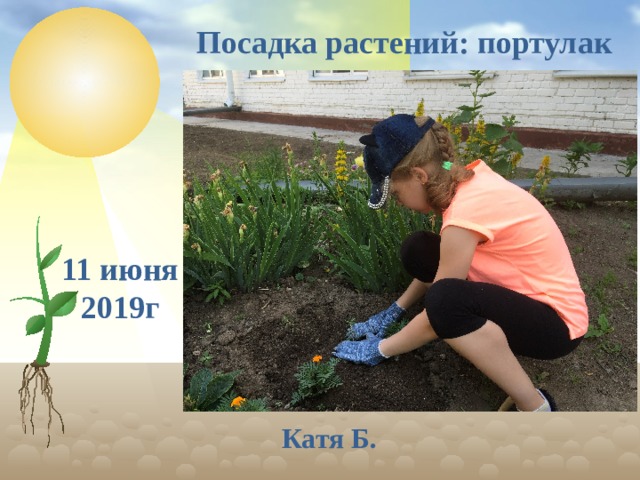 Посадка растений: портулак 11 июня 2019г Катя Б.  