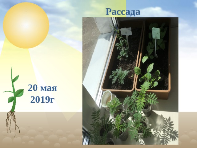 Рассада 20 мая 2019г  