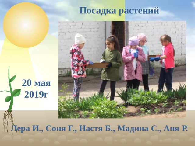 Посадка растений 20 мая 2019г Лера И., Соня Г., Настя Б., Мадина С., Аня Р.  
