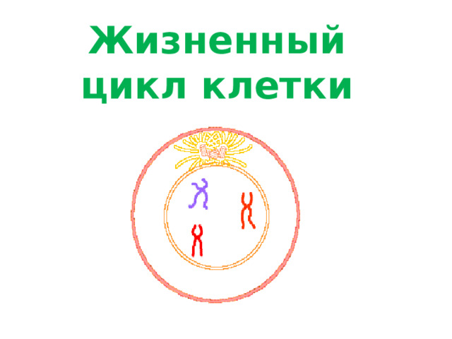 Жизненный цикл клетки 