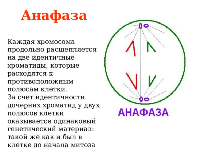Анафаза  Каждая хромосома продольно расщепляется на две идентичные хроматиды, которые расходятся к противоположным полюсам клетки. За счет идентичности дочерних хроматид у двух полюсов клетки оказывается одинаковый генетический материал: такой же как и был в клетке до начала митоза 
