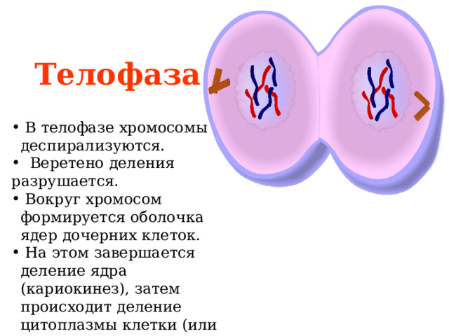 Телофаза   В телофазе хромосомы деспирализуются.  Веретено деления разрушается.  Вокруг хромосом формируется оболочка ядер дочерних клеток.  На этом завершается деление ядра (кариокинез), затем происходит деление цитоплазмы клетки (или цитокинез). 