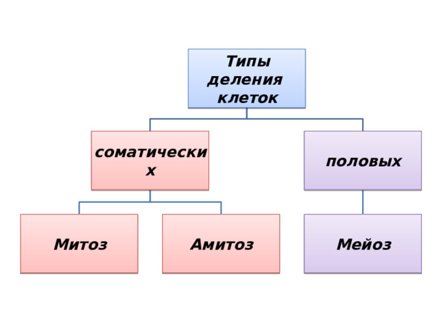 Типы деления клеток соматических половых Митоз Амитоз Мейоз 