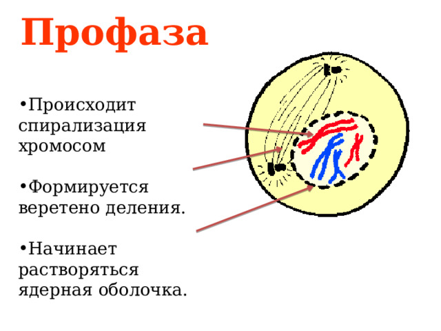 Профаза  Происходит спирализация хромосом Формируется веретено деления. Начинает растворяться ядерная оболочка. 