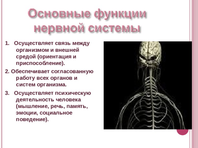 1. Осуществляет связь между организмом и внешней средой (ориентация и приспособление). 2. Обеспечивает согласованную работу всех органов и систем организма. 3. Осуществляет психическую деятельность человека (мышление, речь, память, эмоции, социальное поведение). 