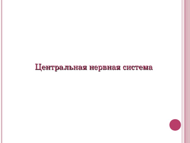 Центральная нервная система 